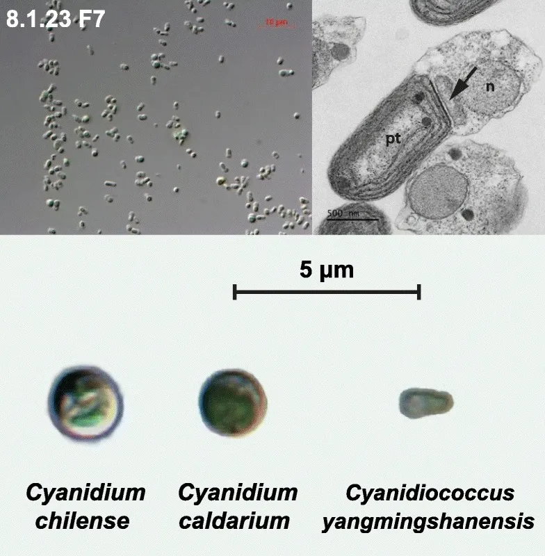 Microscope image of Cyanidium and Cyanidiococcus cells showing nucleus, plastid, and mitochondria